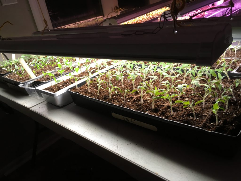 seedlings