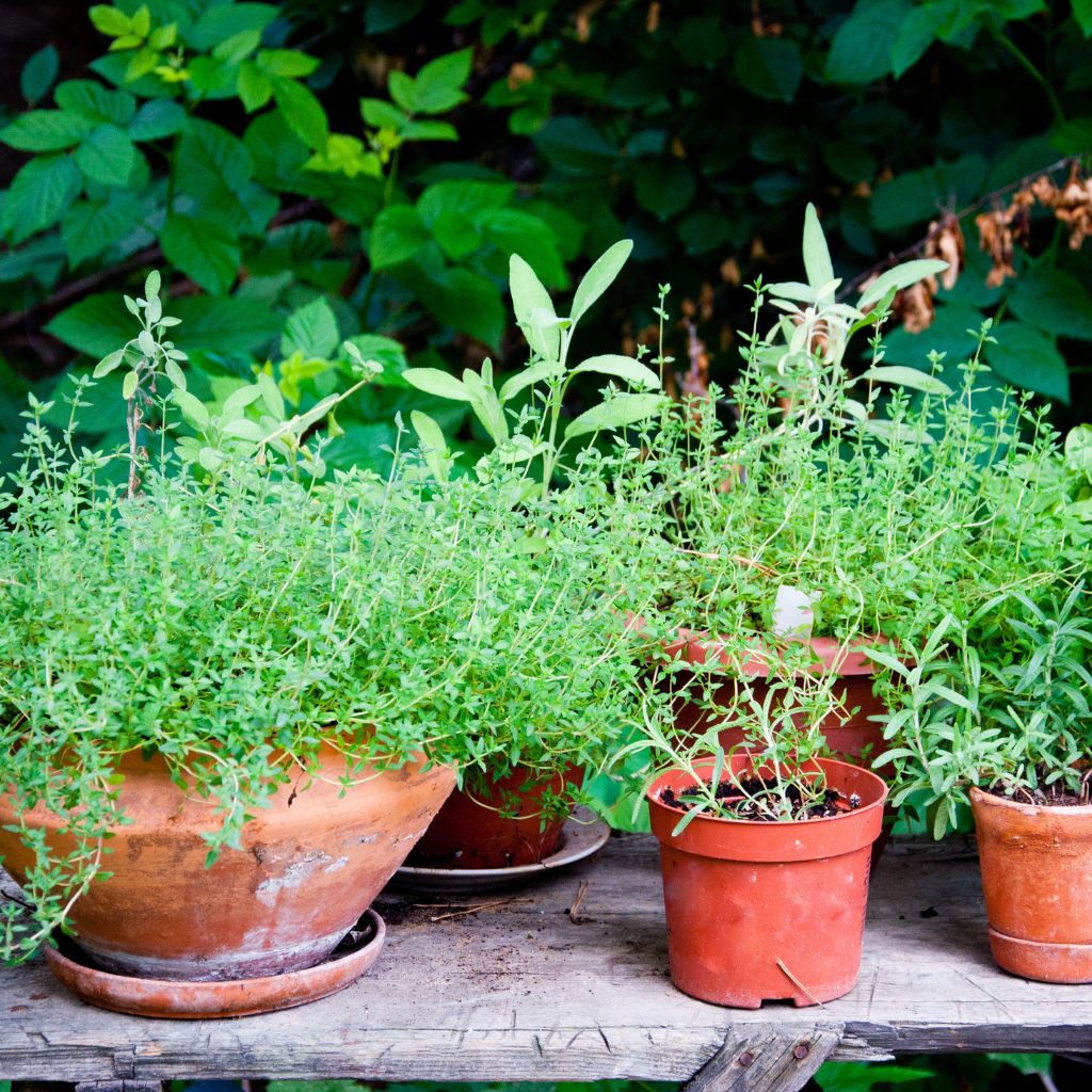 container garden ideas
